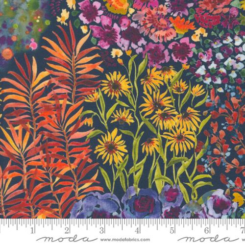 Floribunda Midnight 39801 12 (34563)