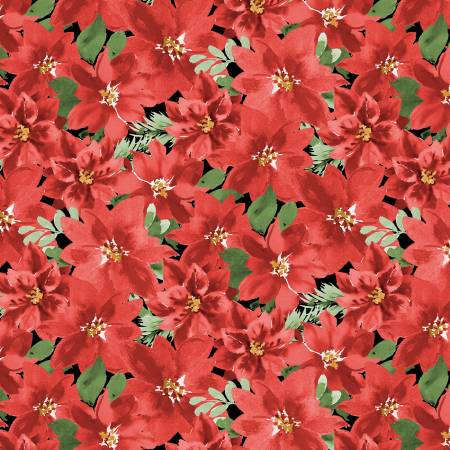 Cardinal Celebration Black Packed Poinsettias (36265)