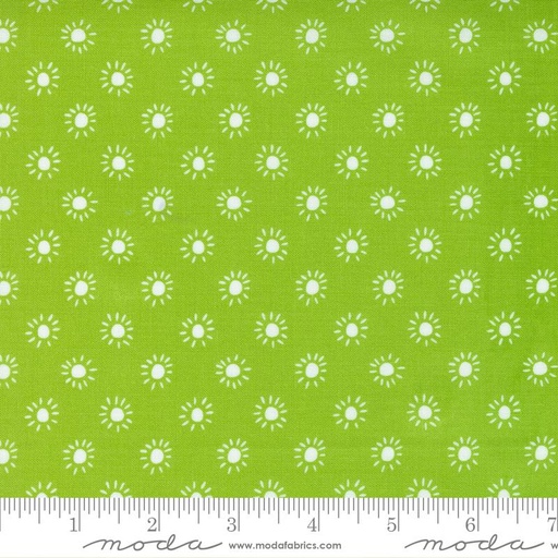 [29301] Jungle Paradise Seedling 20789 19 (29301)