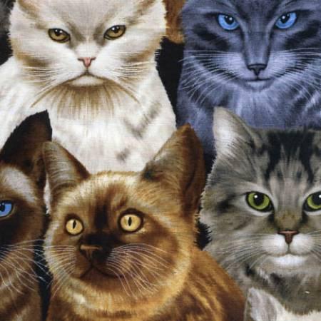 [25684] Natural Packed Cats