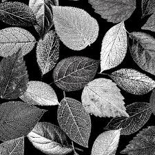 [33371] Tree Dance -  Leaves Black (33371)