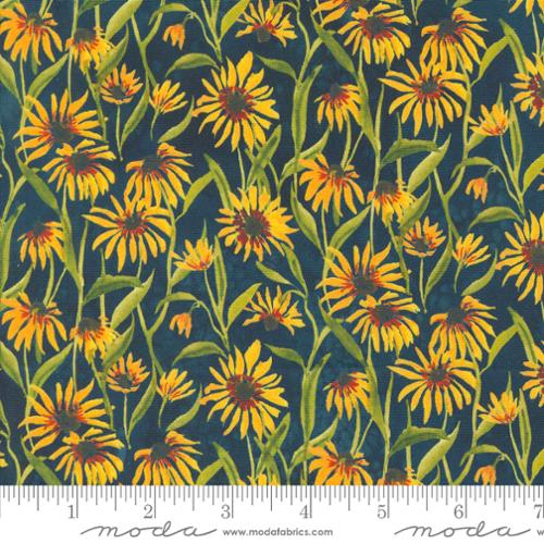 [34576] Floribunda Midnight 39805 12 (34576)