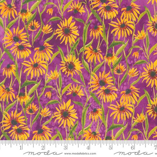 [34577] Floribunda Violet 39805 13 (34577)