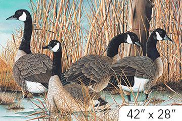 [20337] Canada Goose - #8