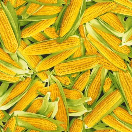 [22158] Corn C6441 yellow (22158)